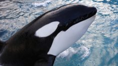 VIDEO Marineland d’Antibes : une association porte plainte pour « cruauté » envers une orque