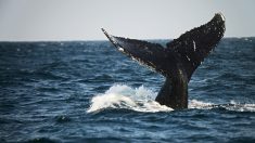 Une baleine à quatre pattes de 42,6 millions d’années découverte au Pérou