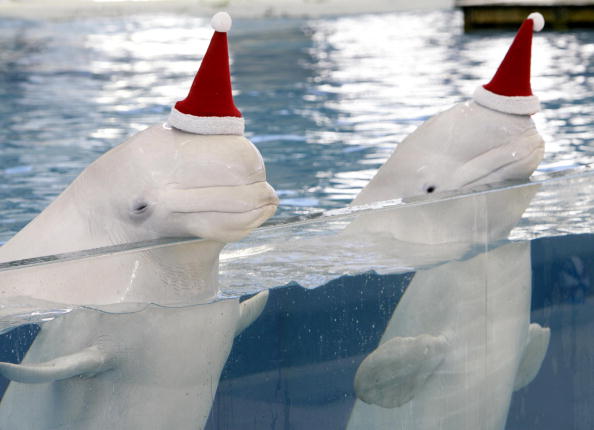 Des bélugas blancs portent des chapeaux de Père Noël lors d'un nouveau spectacle de Noël à l'aquarium Hakkeijima Sea Paradise à Yokohama, dans la préfecture de Kanagawa le 16 décembre 2007. (Photo : YOSHIKAZU TSUNO/AFP/Getty Images)