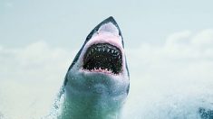 Un plongeur filme un énorme requin blanc en train de charger sur lui