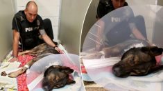 « Titan », un brave chien policier atteint par balle lors d’un contrôle routier, est sur la voie du rétablissement complet