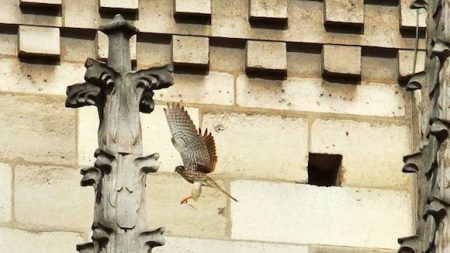 Le couple de faucons crécerelles de retour  à Notre-Dame pour une ponte imminente
