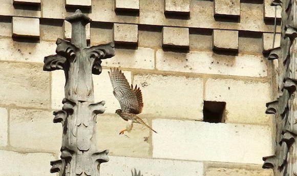 Le couple de faucons crécerelles est de retour à Notre Dame de Paris. (Photo Facebook : LPO France)
