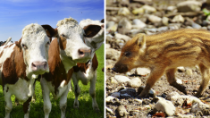 Mayenne : un petit marcassin se fait adopter par un troupeau de vaches