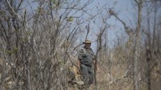 Afrique du Sud – Un braconnier piétiné par un éléphant avant d’être dévoré par des lions