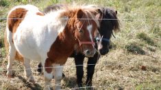 Caen : la ville interdit le manège à poneys pour la foire de Pâques