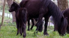 Agen : des poneys basques pour entretenir le cimetière