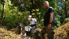 Un chien de recherche retrouve en 10 minutes un homme de 90 ans perdu en forêt