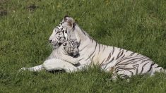 Bouches-du-Rhône : naissance de bébés tigres blancs dans une maison de retraite pour animaux de cirque