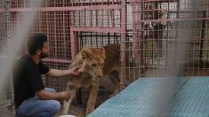 Plus de 40 animaux évacués d’un zoo de la bande de Gaza vers la Jordanie