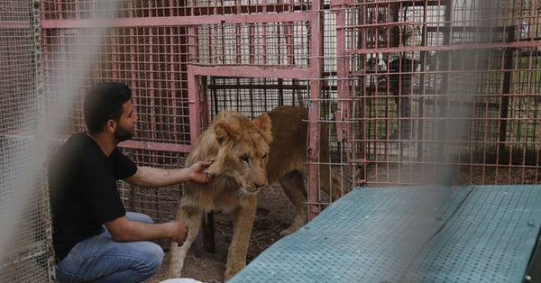Un ouvrier palestinien dompte une lionne sédatée dans un zoo de Rafah, dans le sud de la bande de Gaza, lors de l'évacuation d'animaux de l'enclave palestinienne par des membres de l'organisation internationale de protection des animaux " Four Paws ", le 7 avril 2019. ( Photo : SAID KHATIB/AFP/Getty Images)