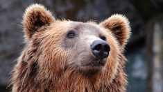 Ours dans les Pyrénées : des mesures « d’effarouchement » pour protéger les troupeaux