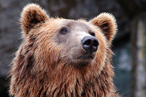 Quarante ours bruns ont été décomptés dans les Pyrénées en 2018, en incluant les deux ourses réintroduites en Béarn en octobre. (Photo d'illustration : Pixabay)