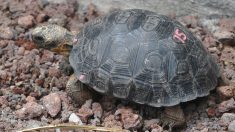 Des bébés tortues retrouvées sur une île des Galápagos après une absence de plus d’un siècle