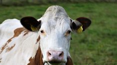Vidéo : aux Pays-Bas un urinoir pour vaches afin de réduire les émissions de gaz