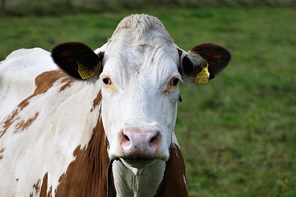 Pays-Bas :  création d'un urinoir pour vaches afin de réduire les émissions de gaz. (Photo d'illustration : Pixabay)
