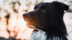 Regardez : le border collie sauve le chihuahua d’une voiture qui recule