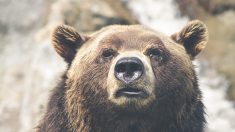 Une vidéo troublante : des braconniers tirent et tuent un ours en hibernation, ainsi que ses petits