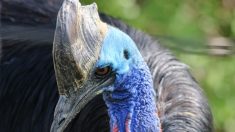 Un oiseau géant, surnommé «le plus meurtrier du monde», semble avoir tué un homme avec ses griffes «pouvant trancher n’importe quel prédateur»