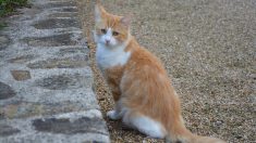 Isère – Un chat grièvement blessé par une flèche de 88 centimètres : « Il s’agit forcément d’un acte volontaire »
