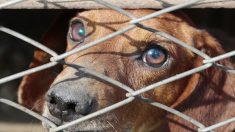 Vente aux enchères annulée de 300 chiens revendus à un « élevage-usine » de la Marne