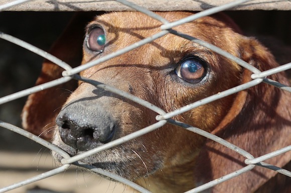 Une vente aux enchères de 300 chiens et chiots a été annulée. Ceux-ci ont été revendus à un "élevage-usine" de la Marne. (Photo d'illustration : Pixabay)