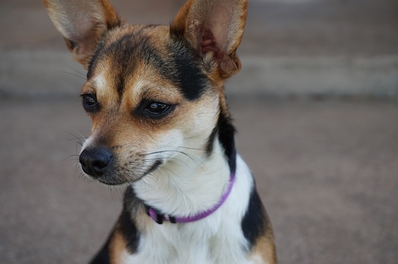 Vente aux enchères de 300 chiens issus d’un élevage placé en liquidation judiciaire  : ils seront mis en vente dans un lieu tenu secret.  (Photo d'illustration : Pixabay)