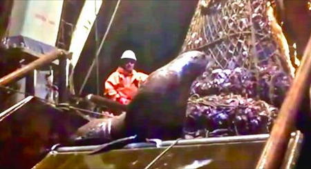 Une otarie se fait prendre dans un filet de pêche bien rempli, mange le poisson et refuse de quitter le navire