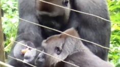 Un gorille à dos argenté se lie d’amitié avec un bébé galagos extrêmement petit