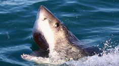 Face à face avec un grand requin blanc filmé sur caméra en Floride