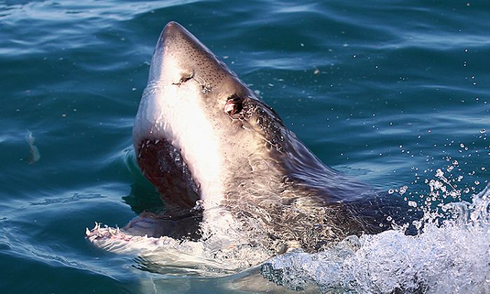 Image d'un grand requin blanc. (Ryan Pierse/Getty Images)
