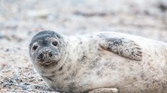 Finistère : deux phoques décapités découverts à Concarneau, un appel à témoins lancé