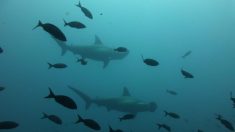 Boulogne-sur-Mer : Sea Shepherd porte plainte après la mort des 30 requins-marteaux de Nausicaà