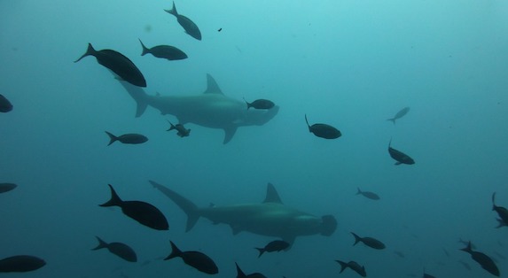 L'association Sea Shepherd, ONG de défense des océans, a déposé plainte contre l'aquarium Nausicaà après la mort prématurée des trente requins-marteaux du centre aquatique basé à Boulogne-sur-Mer. (Photo d'illustration : Pixabay)