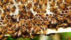 Les abeilles à Cuba butinent heureuses et leur miel ravit l’Europe