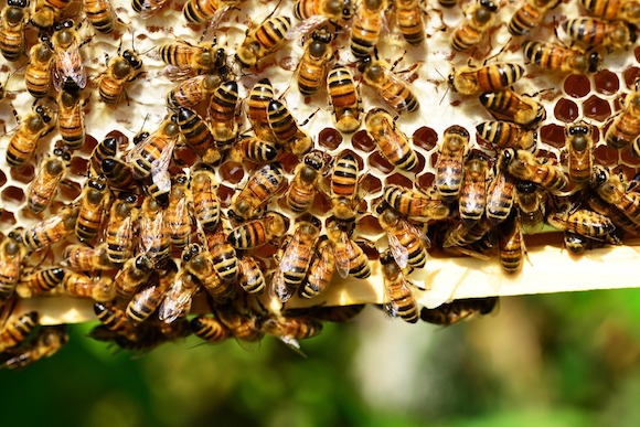 À Cuba, les abeilles sont heureuses. La production moyenne est de 51 kilos de miel par ruche, un niveau considéré comme élevé. (Photo d'illustration : Pixabay)