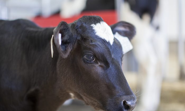 Photo d'une vache (Illustration - Shutterstock)