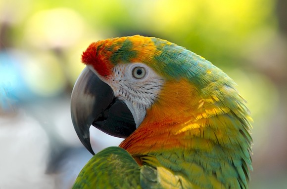 Au Brésil, un perroquet avait été embauché pour servir de guetteur aux trafiquants de drogues. (Photo d'illustration : Pixabay)

