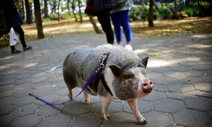 Photo de dossier d'un cochon de compagnie appelé Jacinto, vu marchant en laisse dans un parc à Mexico le 4 janvier 2018. Un porc de compagnie en fuite en Californie a été trouvé récemment et massacré par un homme de la région. (Pedro Pardo/AFP/Getty Images)