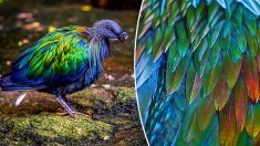 L’oiseau le plus proche parent vivant du dodo offre un spectacle stupéfiant avec ses plumes iridescentes