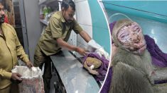 Des conducteurs de pousse-pousse repèrent un singe électrocuté en détresse et lâchent tout pour lui venir en aide
