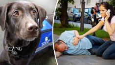 Si un chien d’assistance s’approche de vous sans son propriétaire, cela signifie qu’il a besoin de votre aide