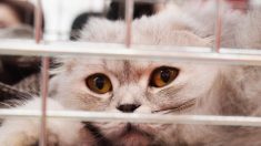 Pour avoir laissé des chats mourir de faim, la présidente d’une association est condamnée à la prison ferme
