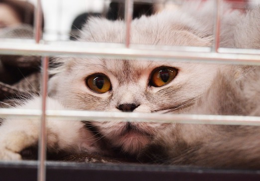 Grasse : Dans le sud de la France, la présidente d'une association pour la protection des chats a laissé mourir de faim et de soif une vingtaine de félins. (Photo d'illustration : Pixabay)