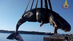 Une baleine en gestation échouée sur le rivage avait 22 kg de plastique dans l’estomac