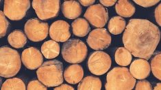 La Chine pille le bois du Limousin, la filière bois française lance la sonnette d’alarme