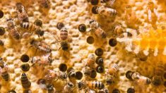 Des animaux du cirque Zavatta attaqués par des abeilles… Deux chevaux succombent