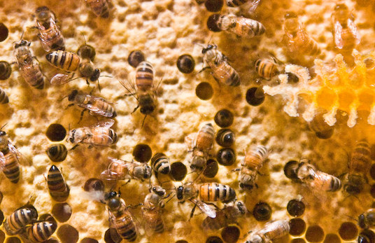 Attaqués par quelques essaims d'abeilles, des animaux du cirque Zavatta décèdent suite aux piqûres. (Photo d'illustration : Commons)