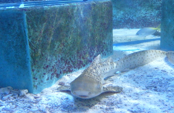 "La vie d'un requin-marteau n'est pas dans une cage de verre", a dénoncé l'eurodéputé Pascal Durand. (Photo d'illustration : Commons)