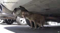 Vidéo : un sauveteur gagne le cœur d’une chienne errante avec une patte cassée, qui est terrifiée et se cache sous une voiture
